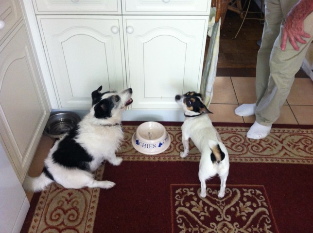 what should a jack russell eat