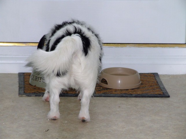 Jack Russell eating food