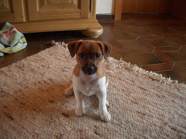 Jack russell puppy store barking