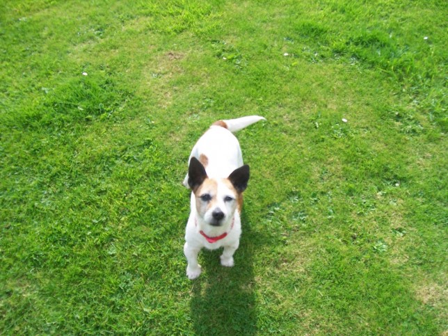 Photo of a Jack Russell terrier