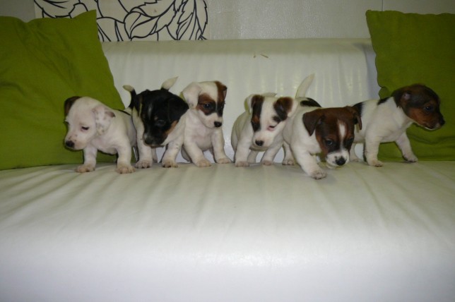 Litter of Jack Russell puppies