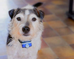 Jack Russell Terrier